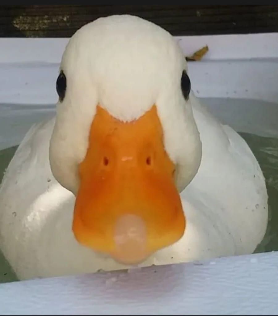 Profil de Meriadeg